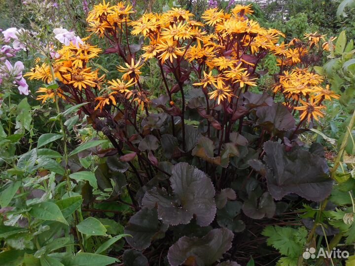 Саженцы многолетников