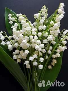 Ландыши цветы