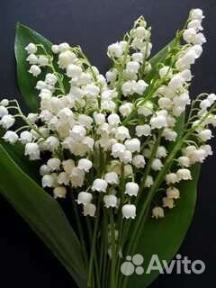 Ландыши цветы