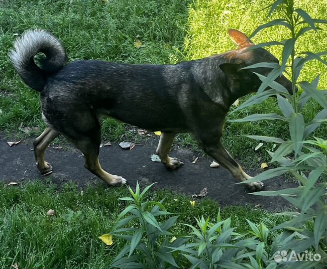 Собака в добрые руки