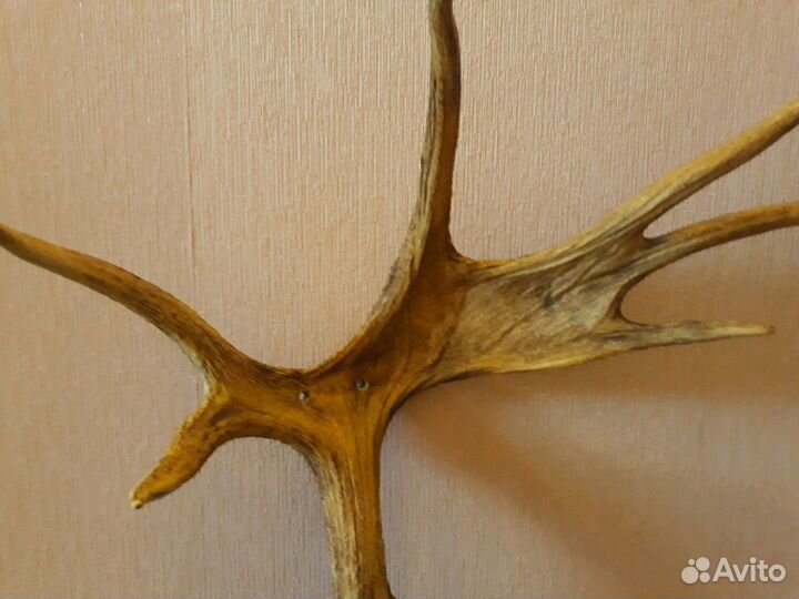 Рога лося для идей декора и интерьера и мебели