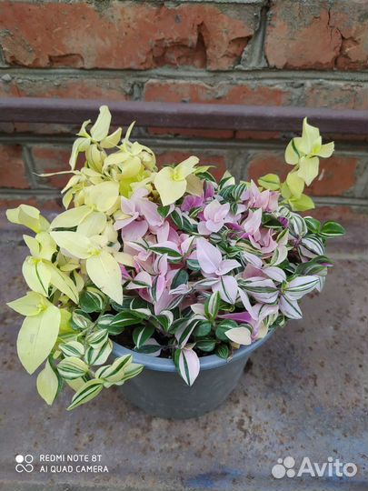 Суккуленты