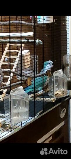 Попугай монах/квакер с большой клеткой, лампой итд