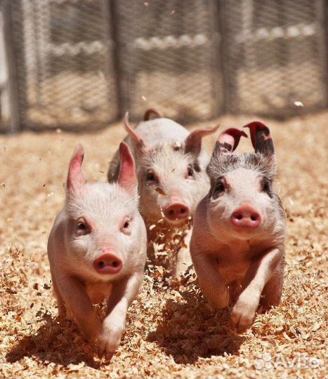 Поросята 2 месяца