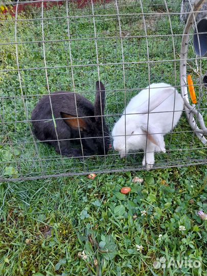 Продам кроликов