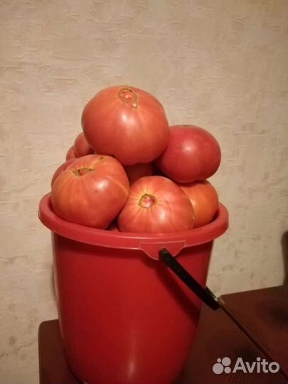 Помидоры домашние свежие