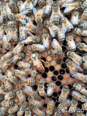 Пчеломатки Маточники Матки объявление продам
