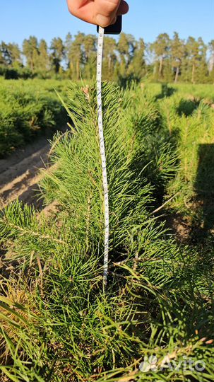 Саженцы ели европейской окс