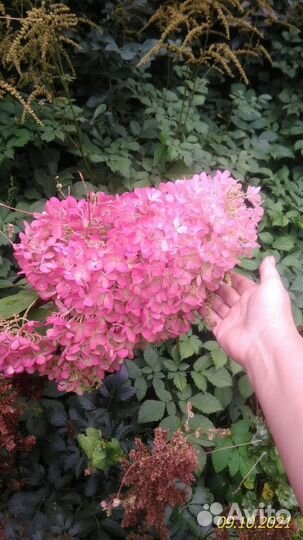 Гортензия метельчатая розовая леди pink lady