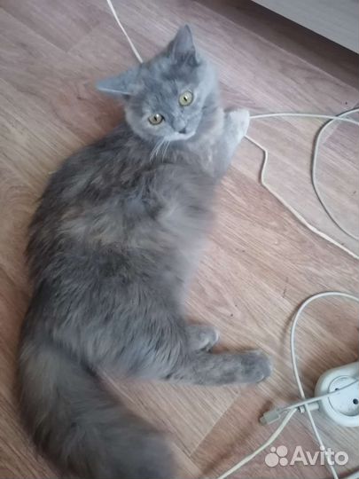 Кошка в дар