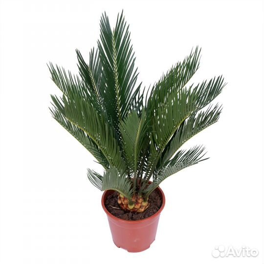 Растения для офиса