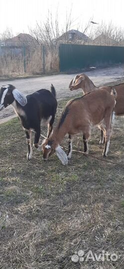 Нубийские козочки