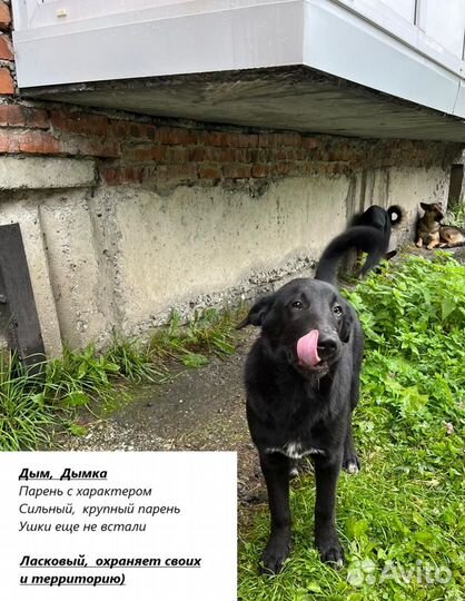 Собака друг человека