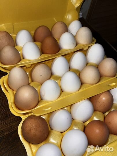 Домашние куриные яйца