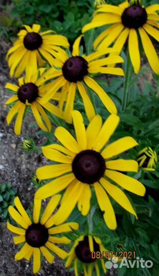 Рудбекия сорт Золотой шторм
