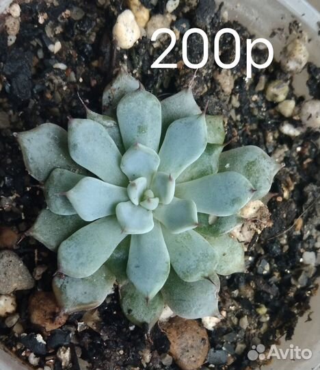 Суккуленты