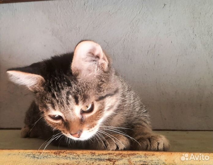 Котенок 3мес