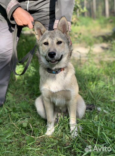 Лаечка 4 месяца