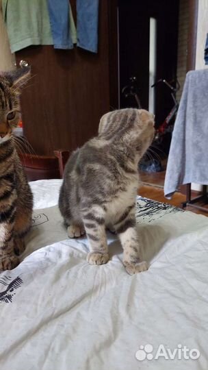 Продаются котята