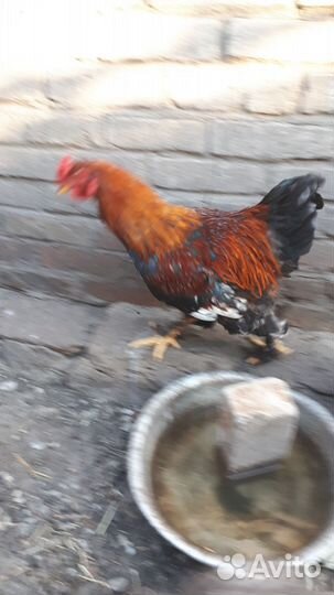 Петух брама