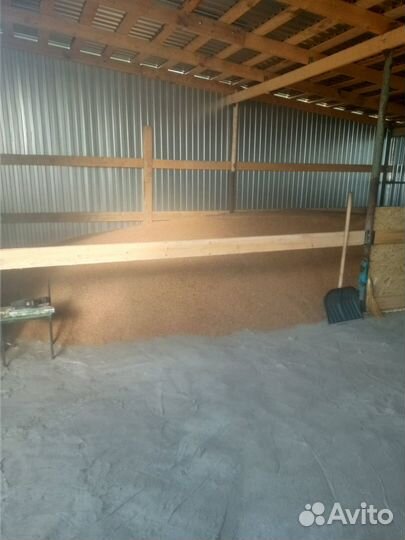 Пшеница яровая