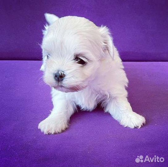 Мальтийская болонка щенки