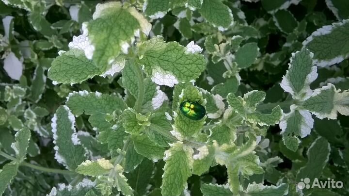 Мята 31 сорт Подробности в описании