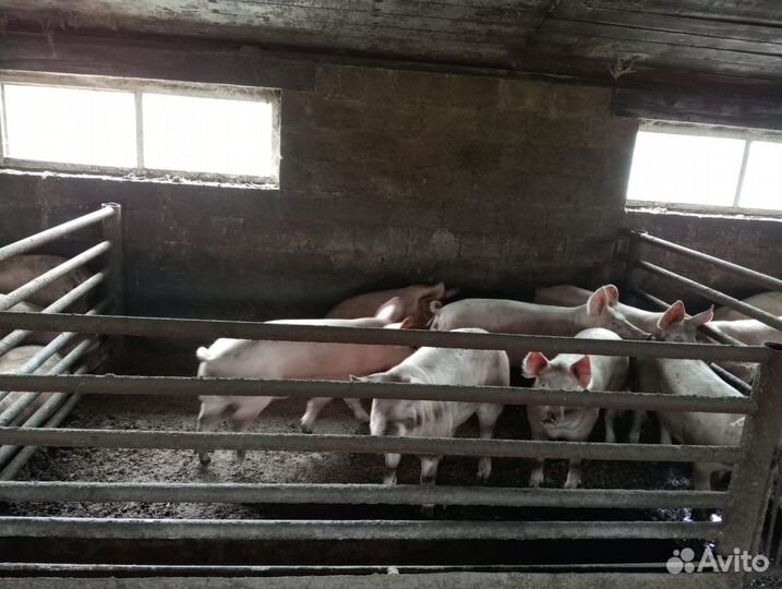 Продам поросят