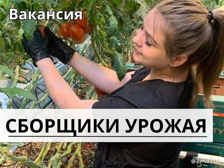 Сборщик урожая