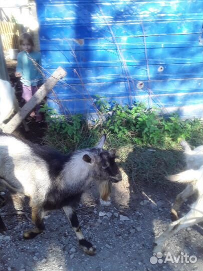 Козел зааненский