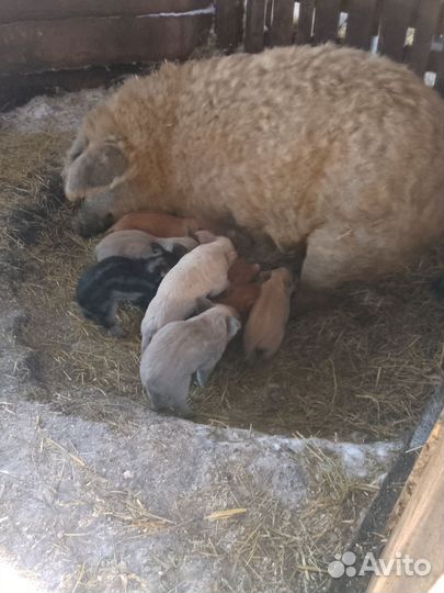 Поросята венгерской мангалицы