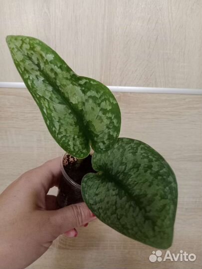 Сциндапсусы