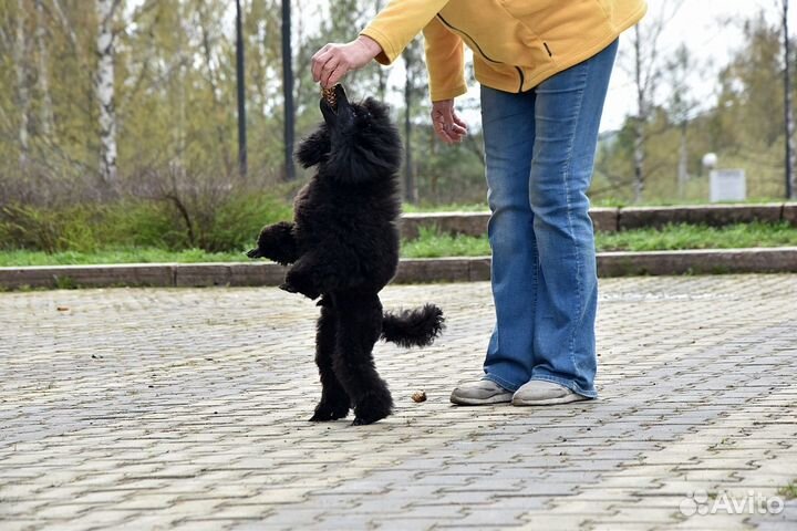 Домашние животные собаки маленькие