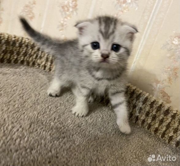 Шотландские котята