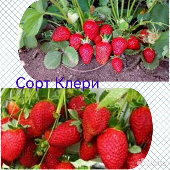 Рассада клубники