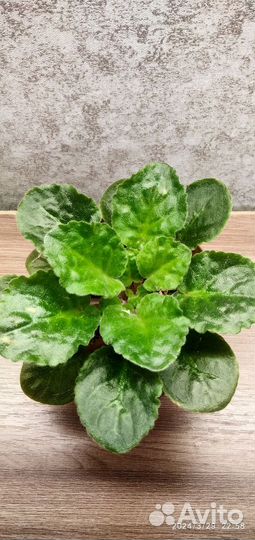 Сортовые фиалки