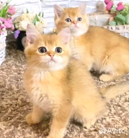 Золотые малыши