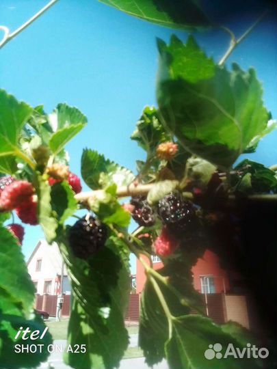 Саженцы шелковицы чёрной