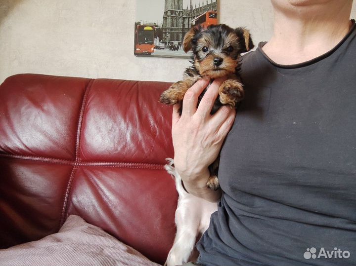 Йоркширский терьер щенки