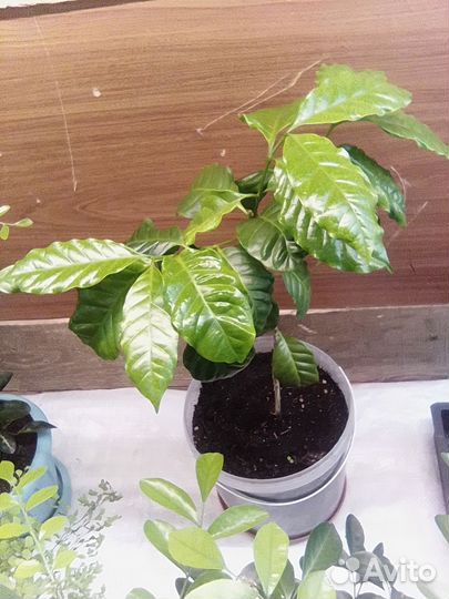 Комнатные растения