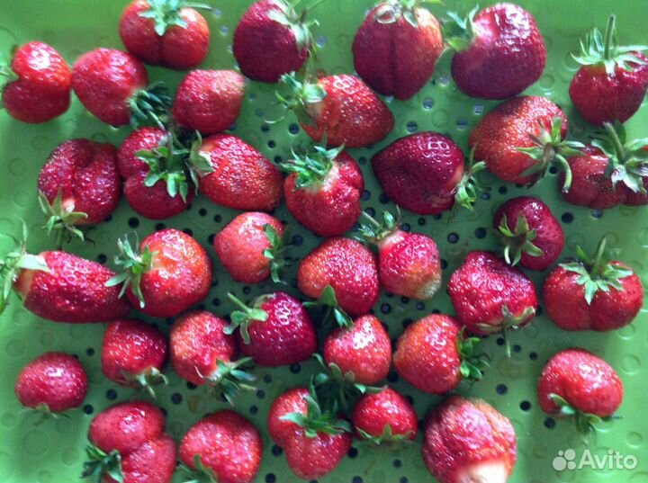 Клубника саженцы