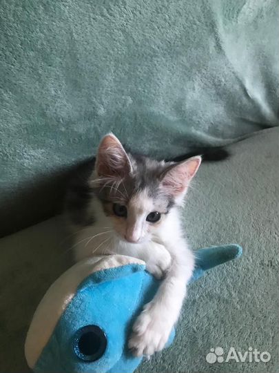 Котенок девочка в добрые руки