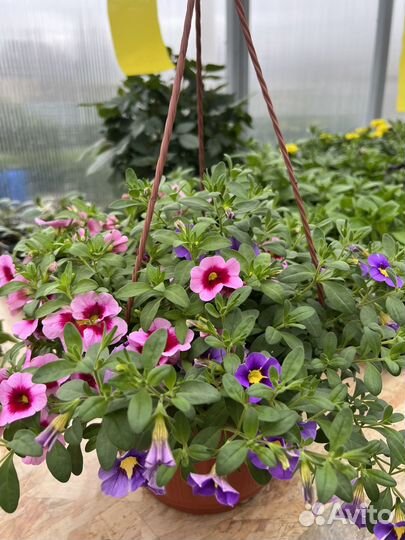 Рассада вегетативной петунии, калиброхоа