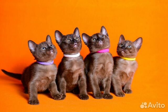 Бурманские шелковые котята доставка объявление продам