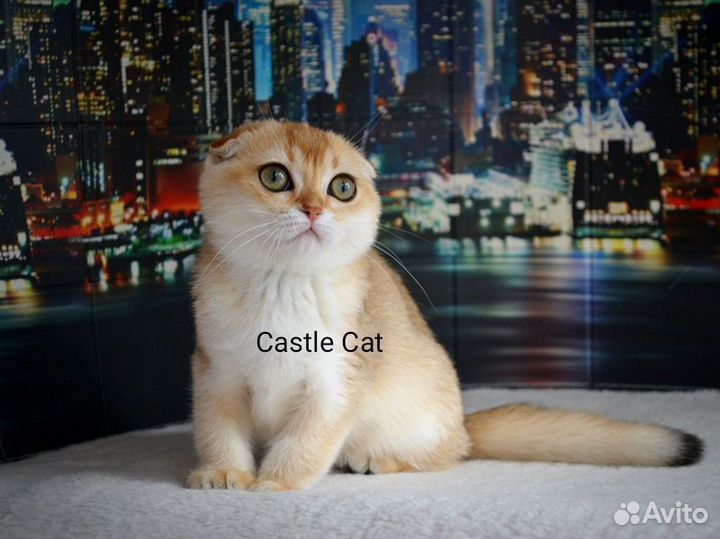 Очаровательные детки