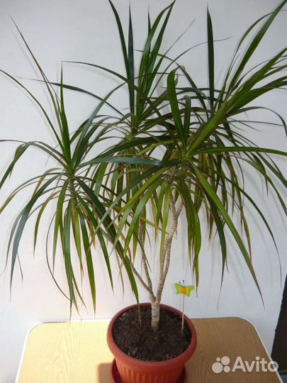 Драцена (2 Сорта)