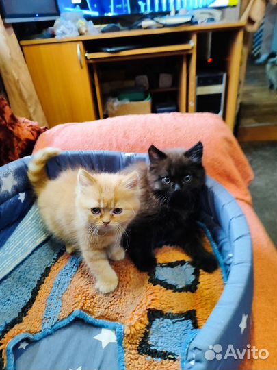 Котята. Мягкие, пушистые