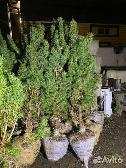Сосна,ель, саженец для посадки