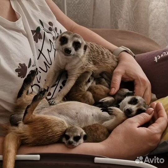 Сурикат
