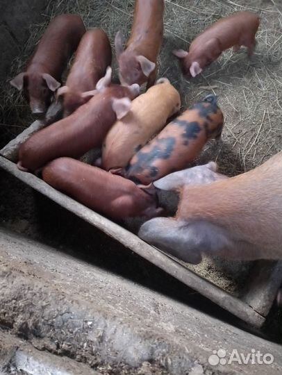 Поросята дюрок